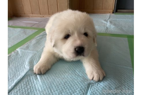 成約済の千葉県のグレートピレニーズ-360561の25枚目